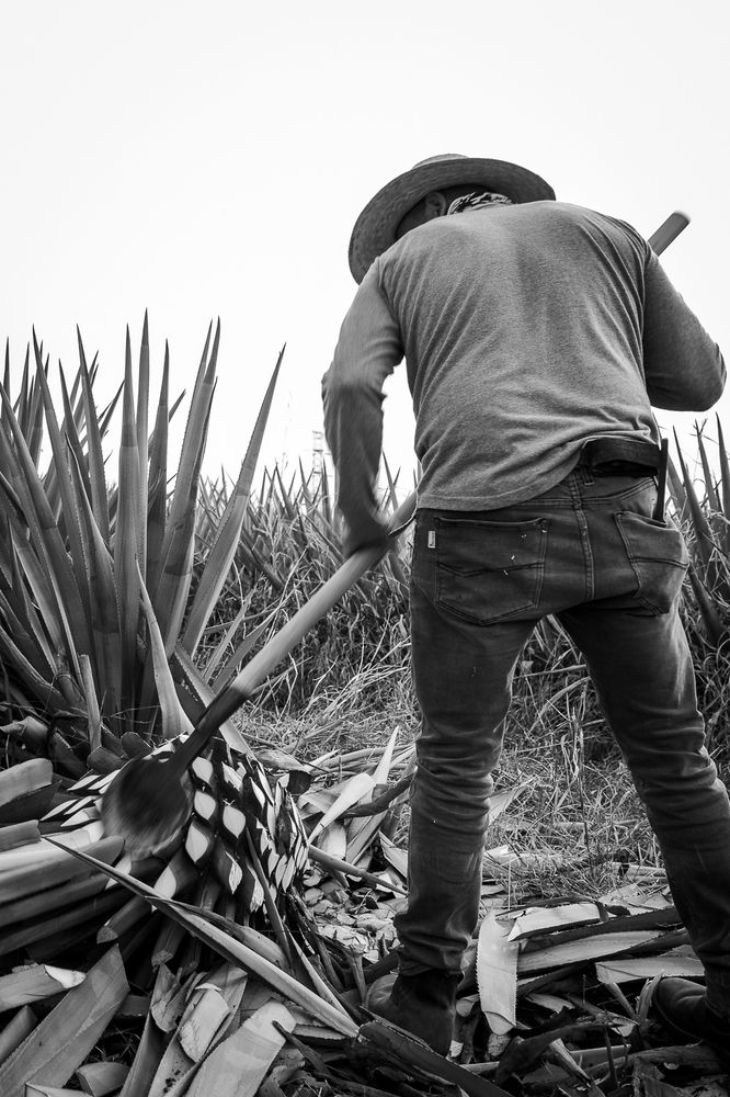 Agave Sculptor