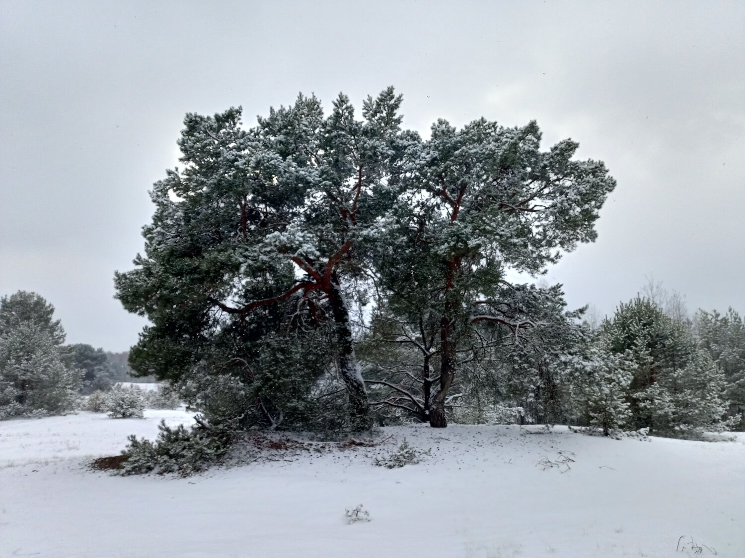 Photo #11978496