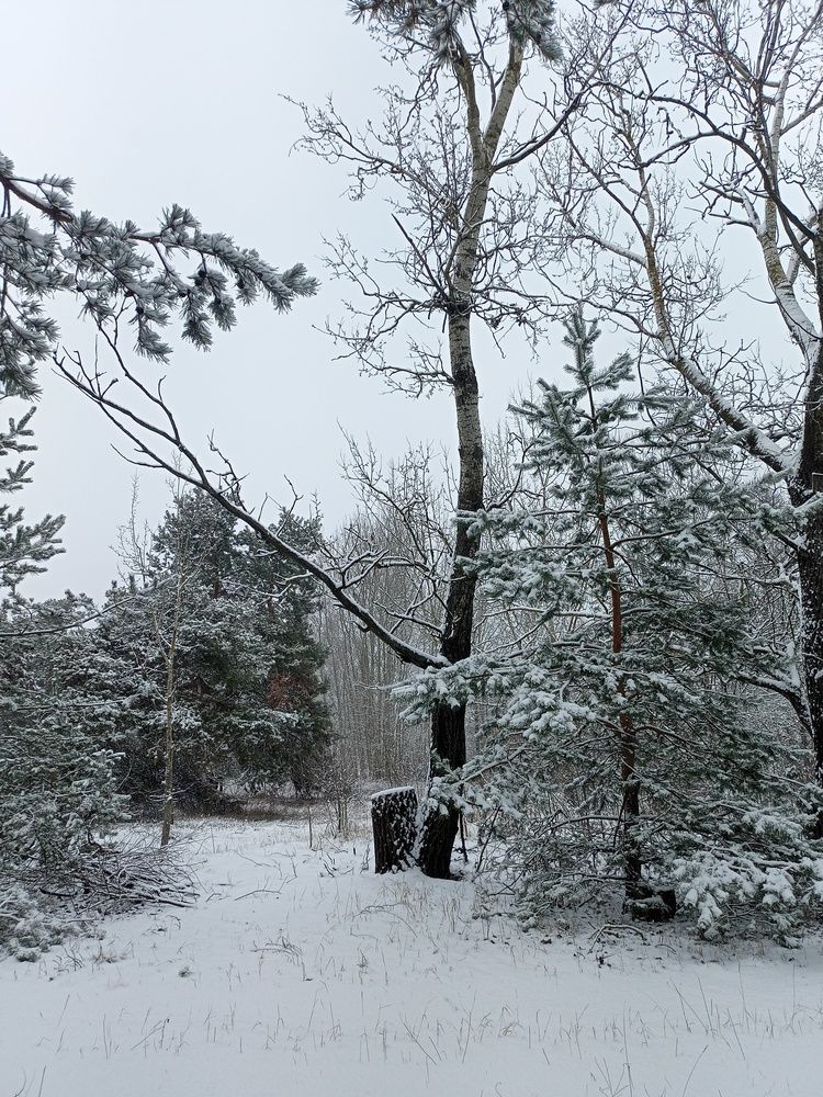 Photo #11978506