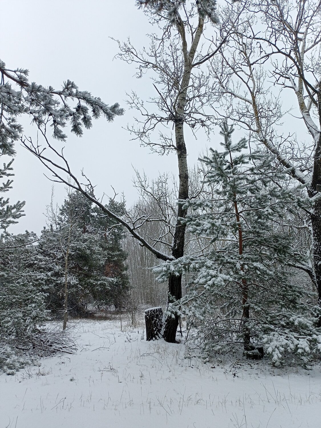 Photo #11978506