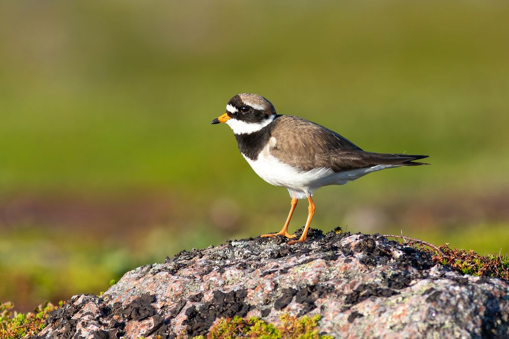 Фотография автора Гурьевских Евгений