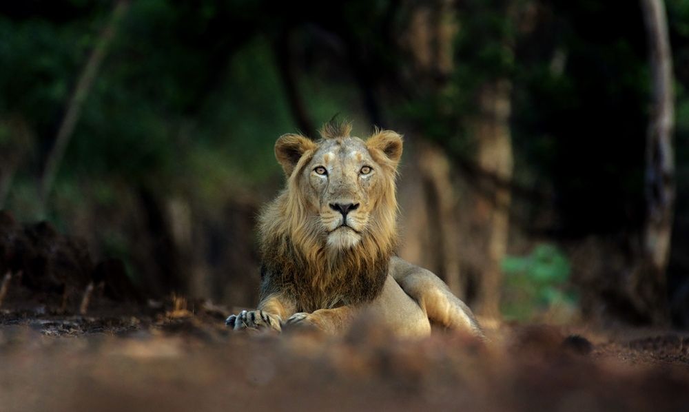 स्वयमेव मृगेंद्रता