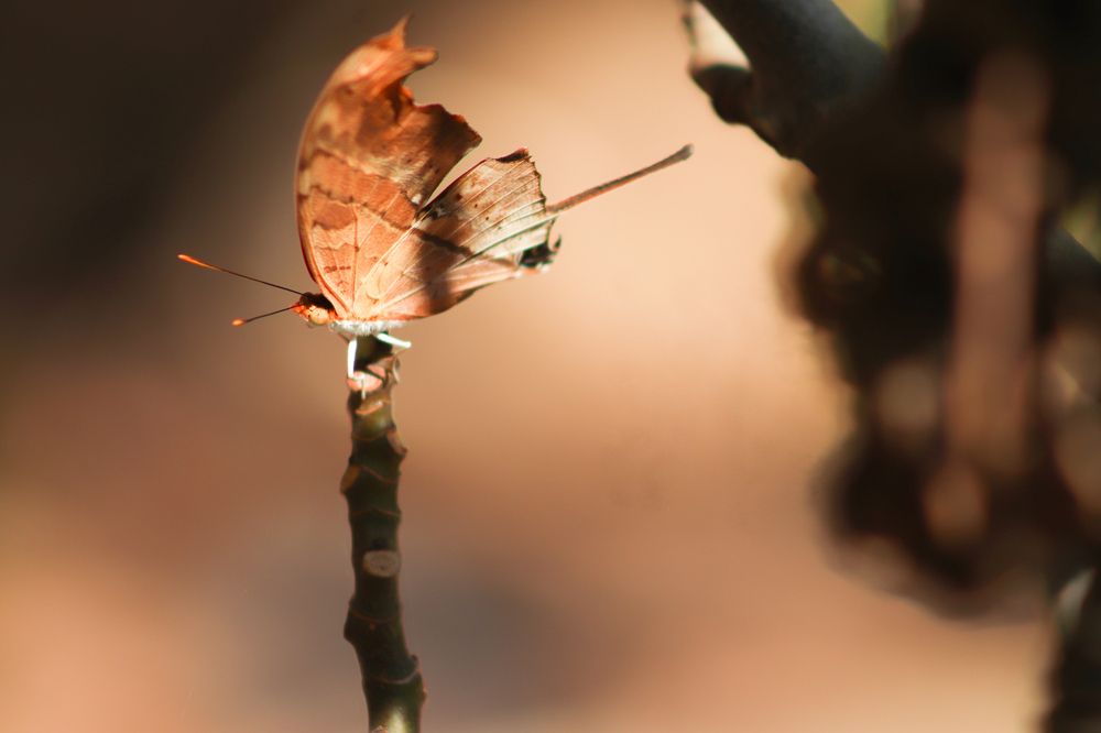 Photograph by Juliana