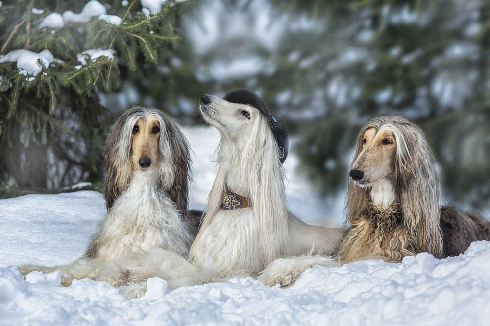 Photograph by Ольга Софронова