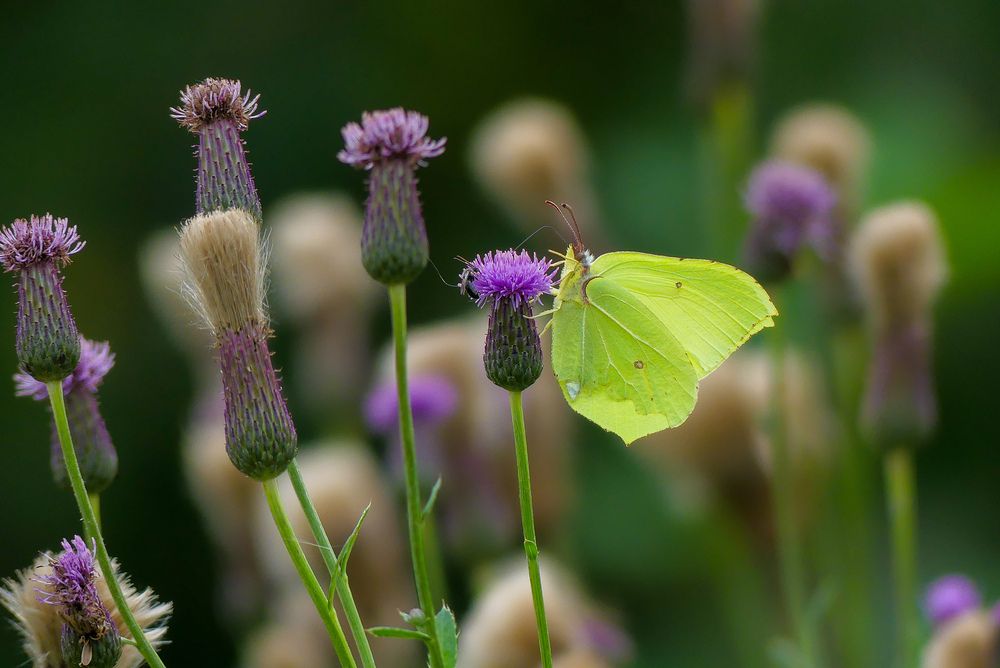 Photograph by Ян Адамсон