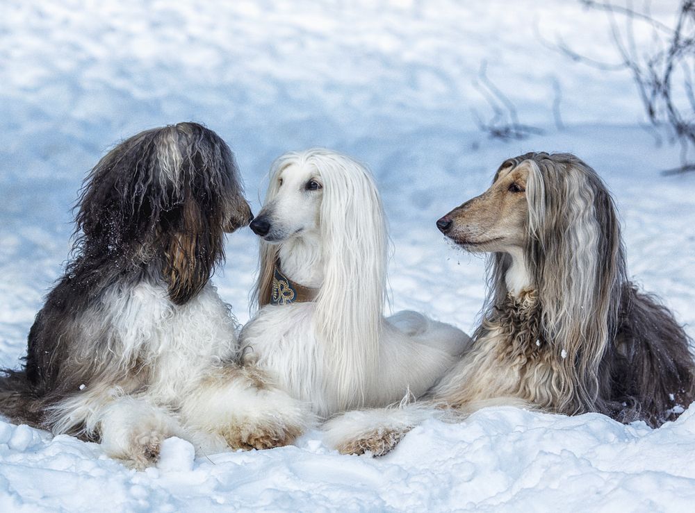 Photograph by Ольга Софронова