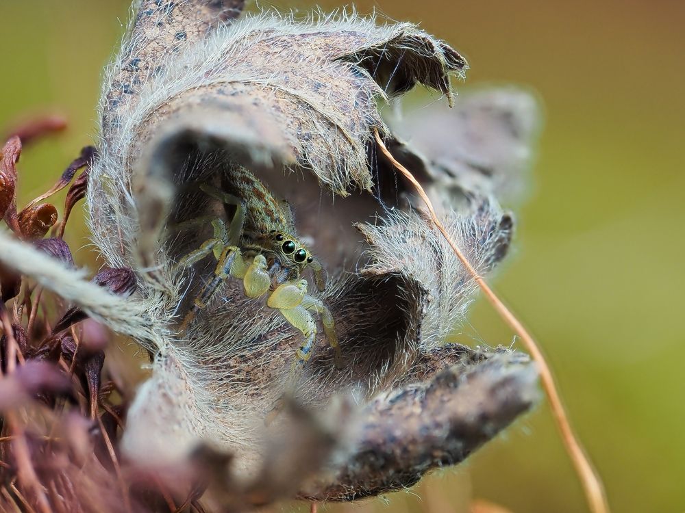 Паук-скакунчик Марписса