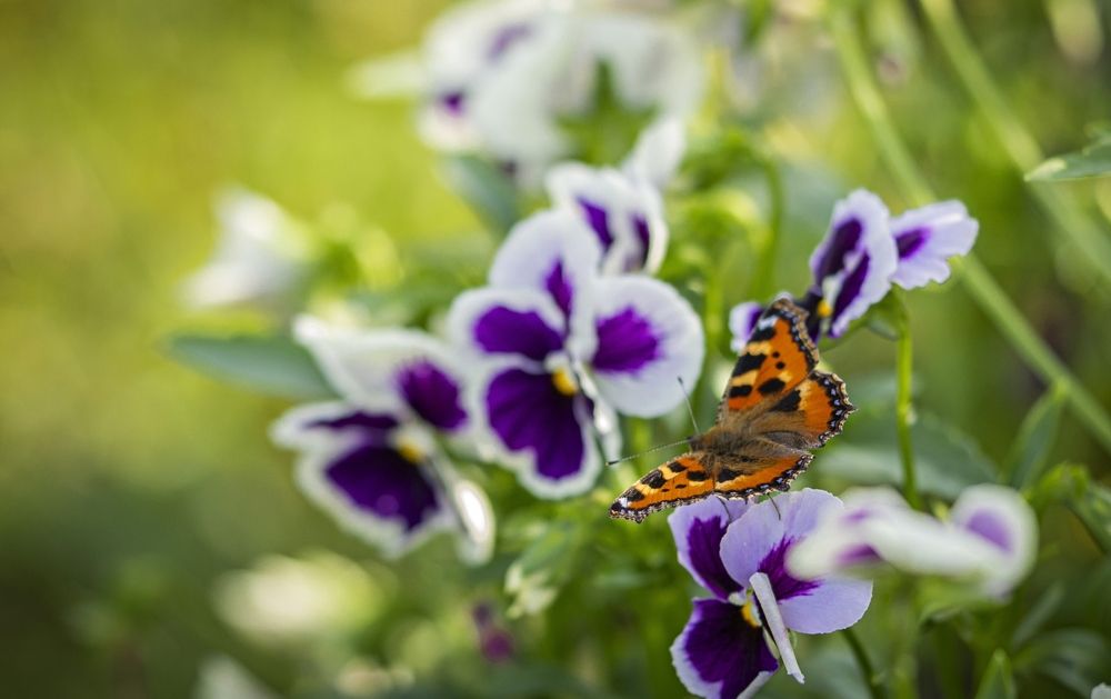 Photograph by Сергей Басов