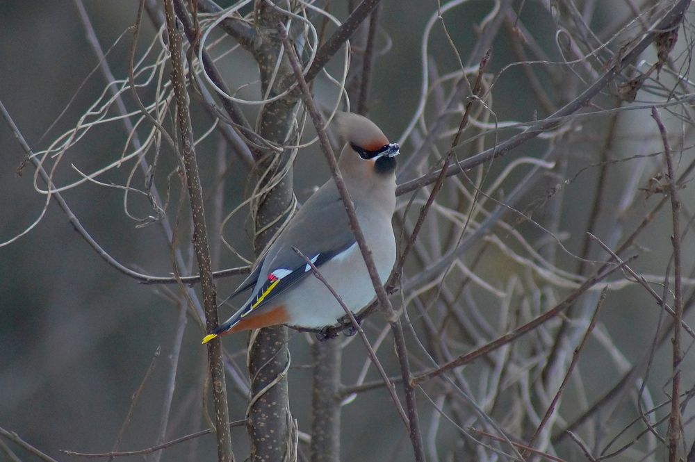 Свиристели