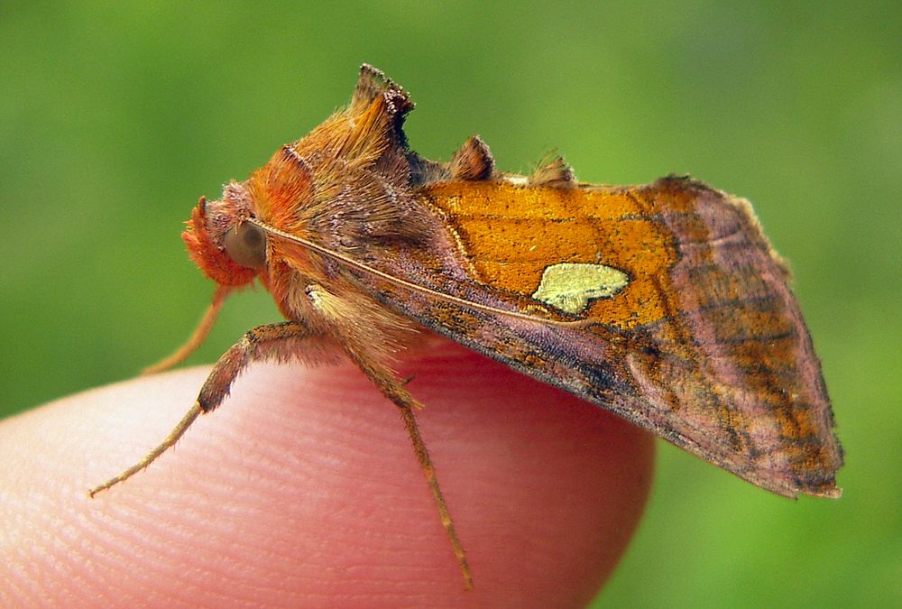 Фотография автора Ельцов Владимир