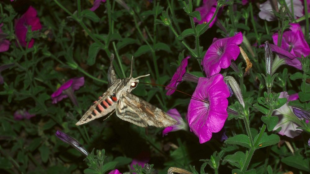 Фотография автора Ельцов Владимир