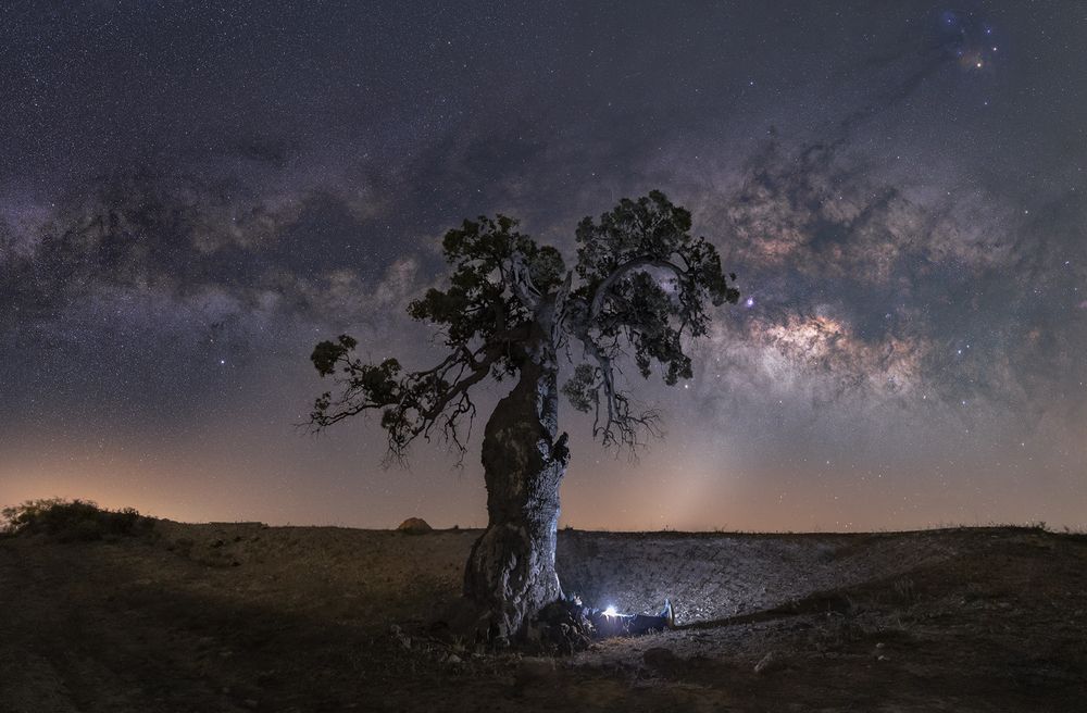 La encina Centenaria.