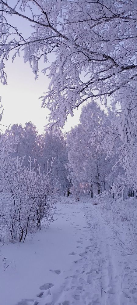 Безмолвное снежное царство...