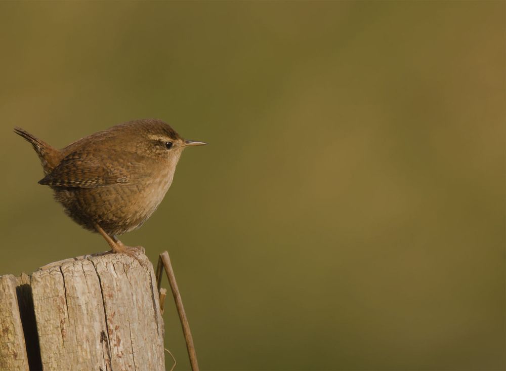 Photograph by wendy vanhoudt