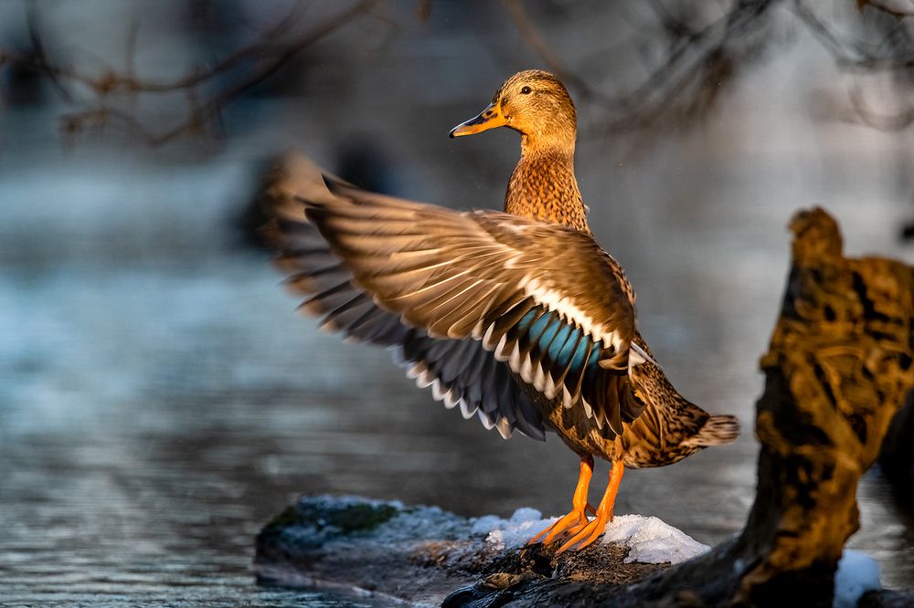 Photograph by Абросимов Александр