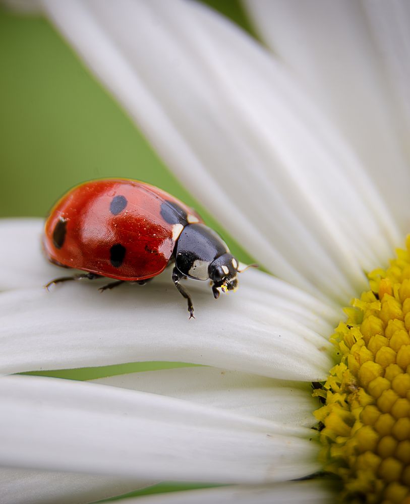 Photograph by Алёна