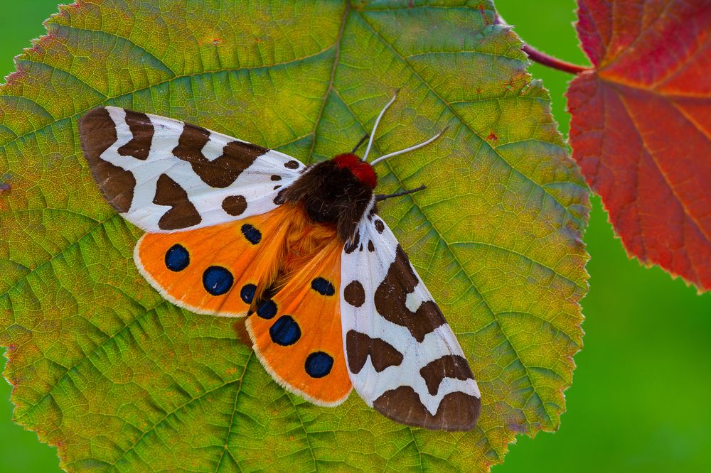 Фотография автора Михаил Шмелёв