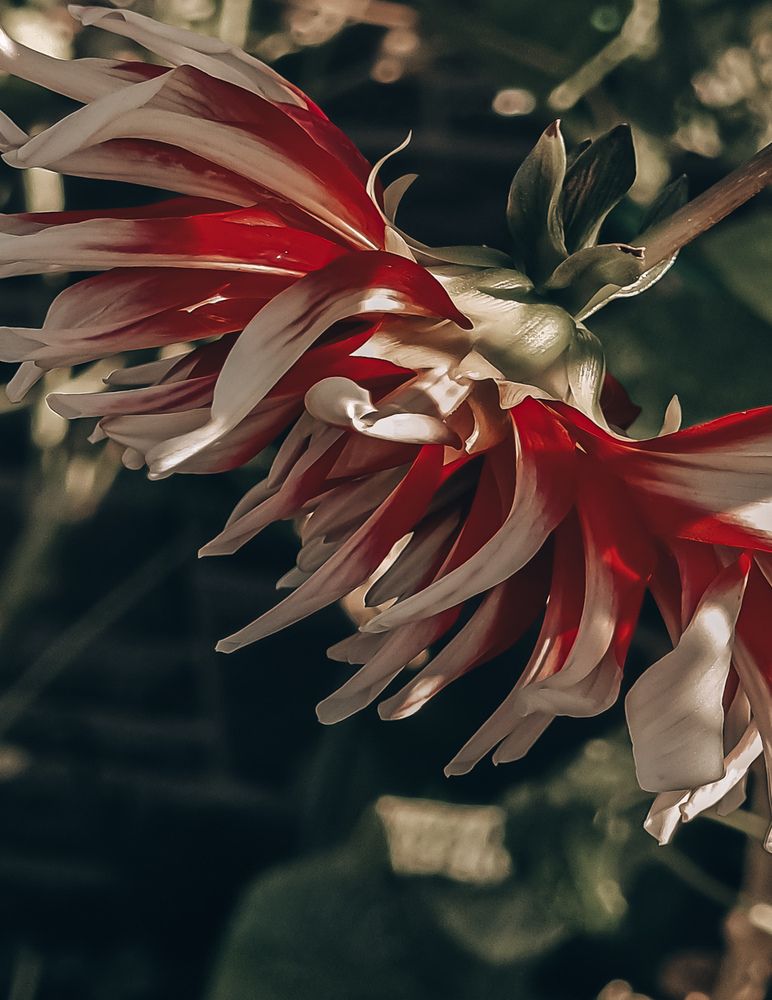 Фотография автора Светлана Алексеева