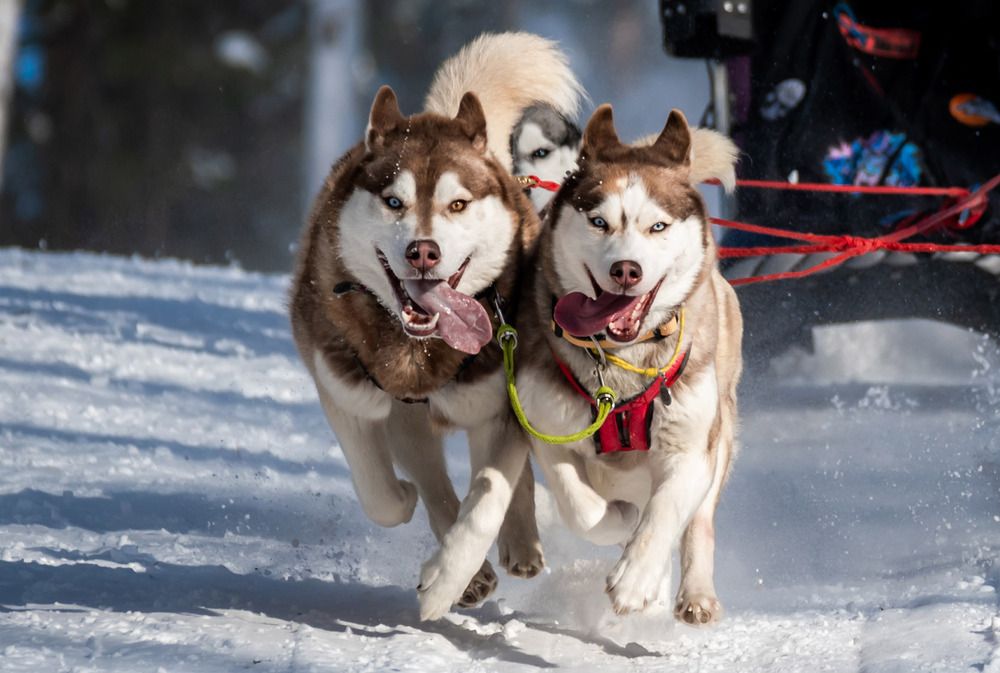 Ездовой спорт