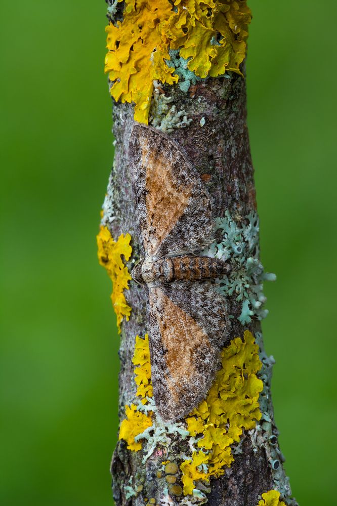 Фотография автора Михаил Шмелёв