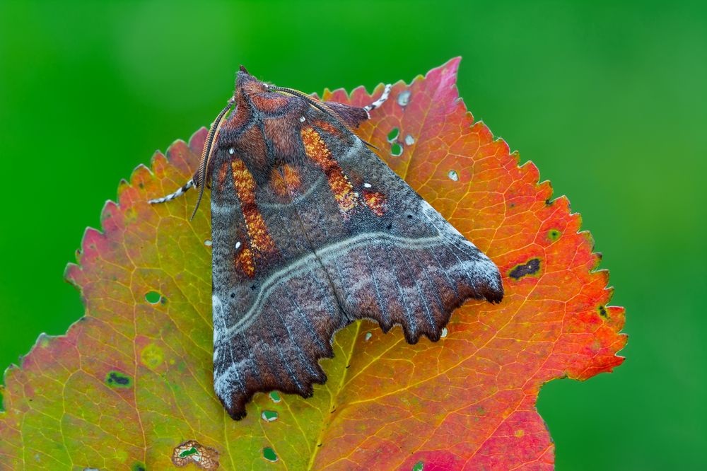 Фотография автора Михаил Шмелёв
