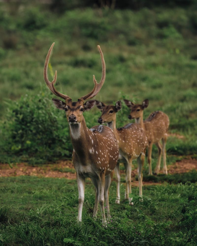 Фотография автора Kimia Shad