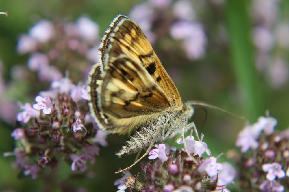 Photograph by Yordanka Vasileva