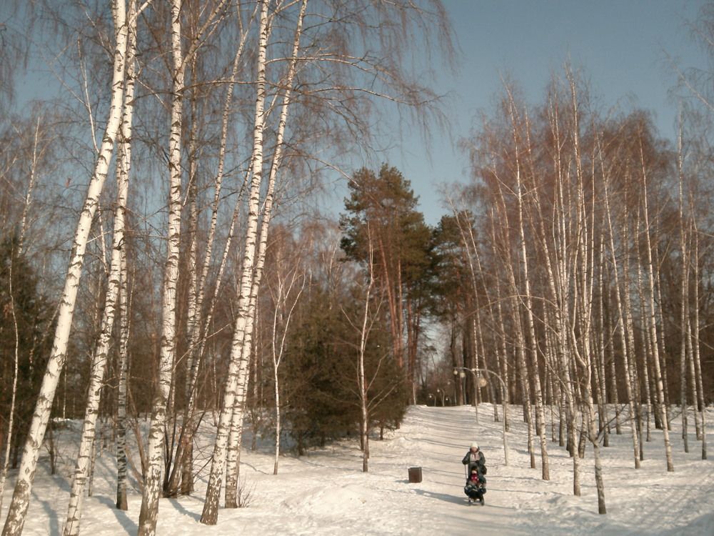 Березы в зимнем лесу.