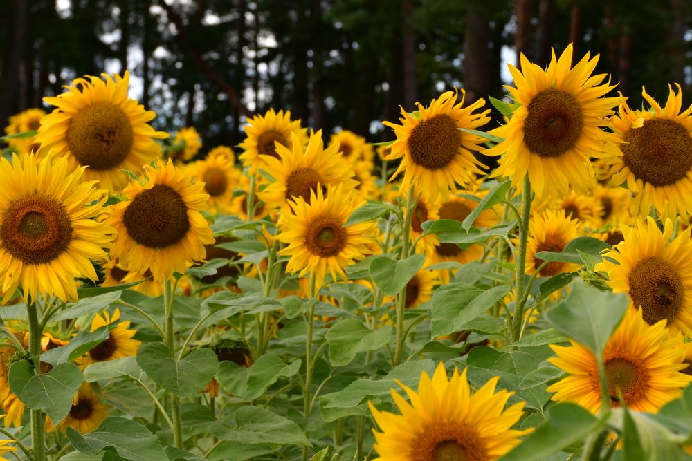 Photograph by Rita Būgienė