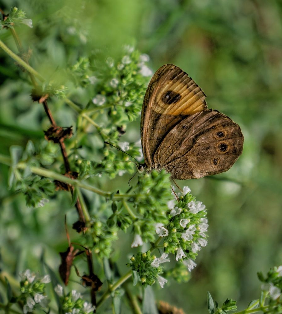 Photograph by zahra salardini