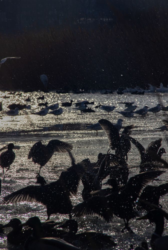 Photograph by Юлия Сысоева