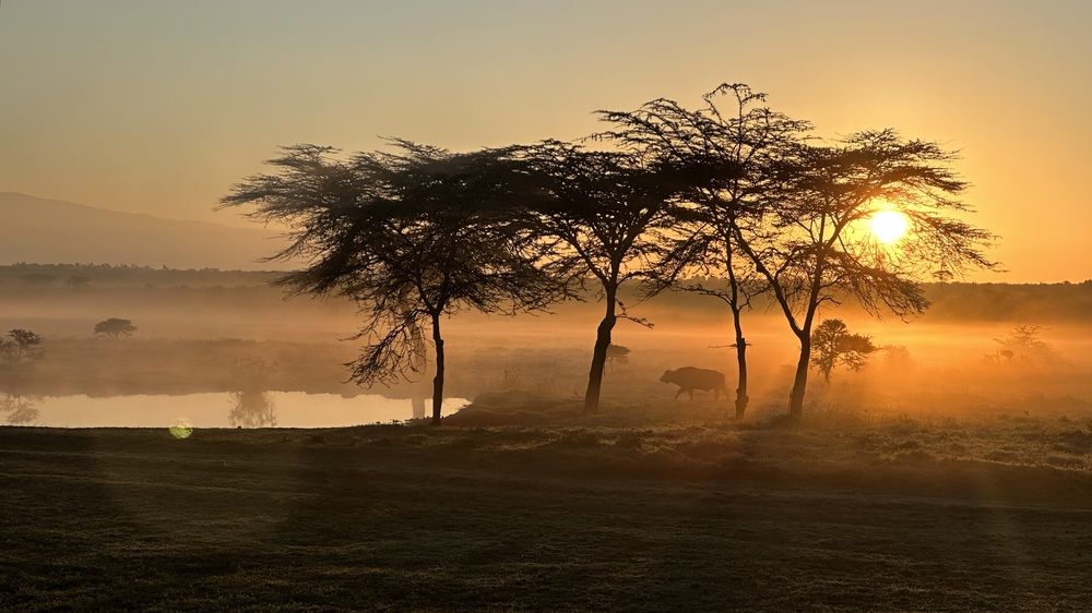 Buffalo is going to water through a morning mist