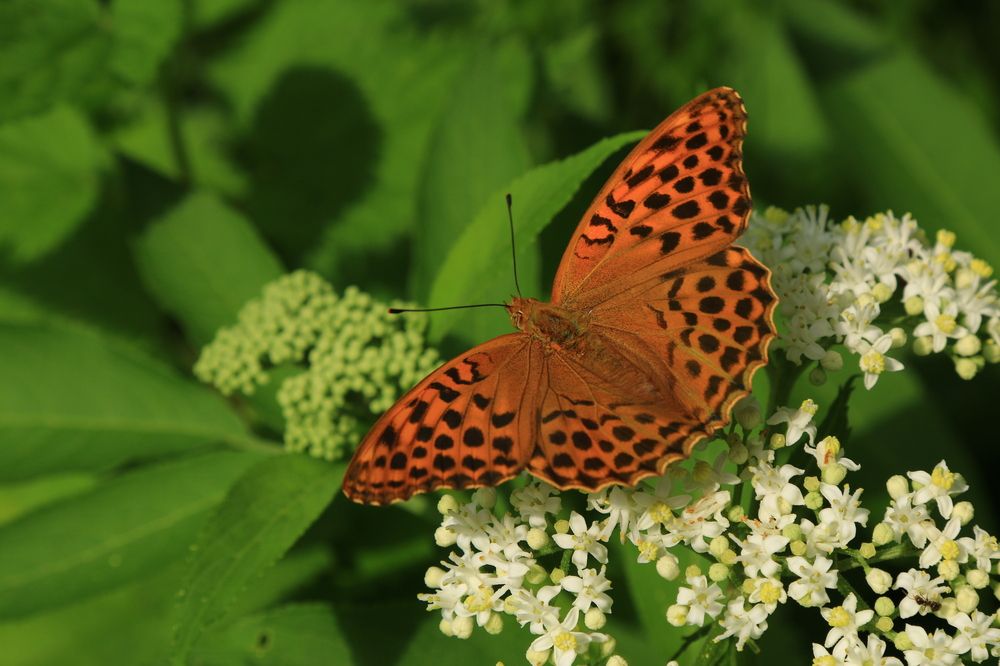 Фотография автора Сергей Кульков