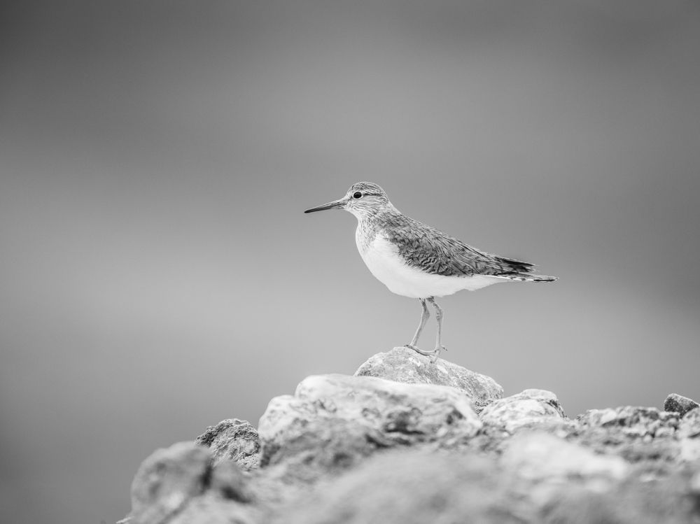 B&W Portraits - Nature Edition
