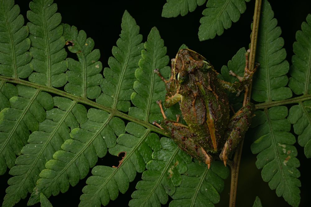 Raif Frog on the fern