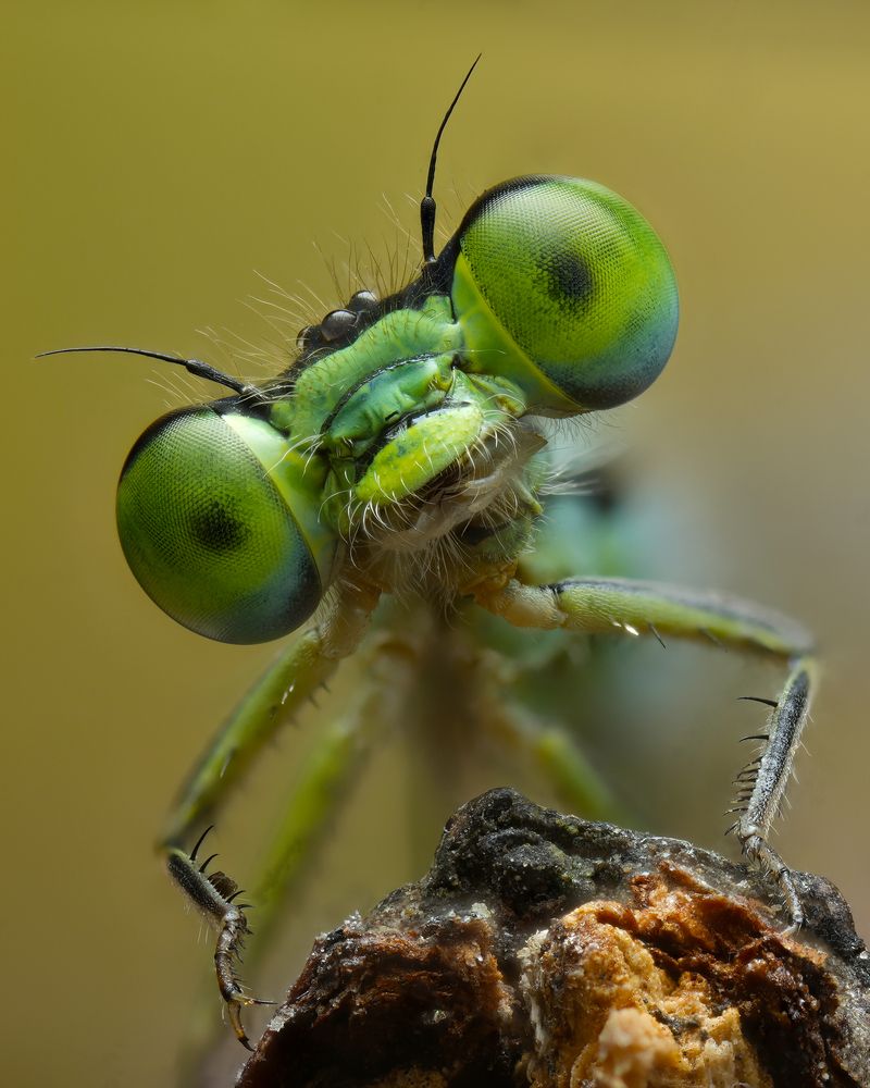 Макропортреты 2024