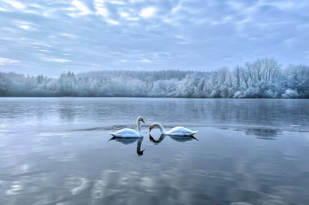 Swans in winter