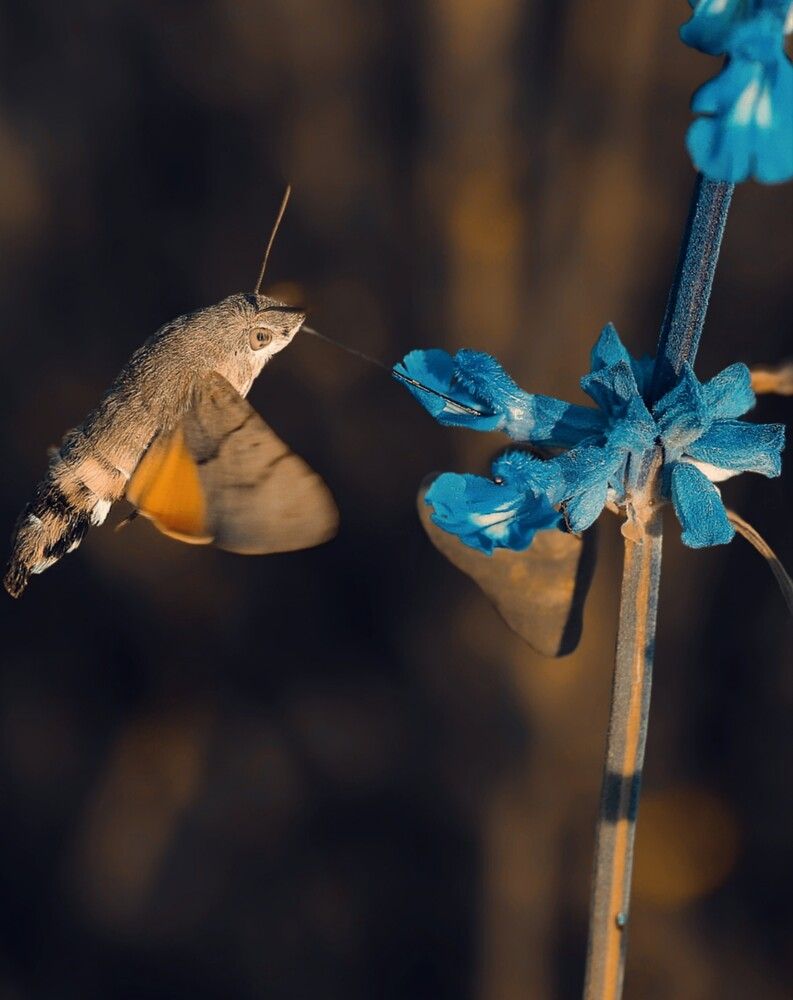 Photograph by Татьяна Полоцкая