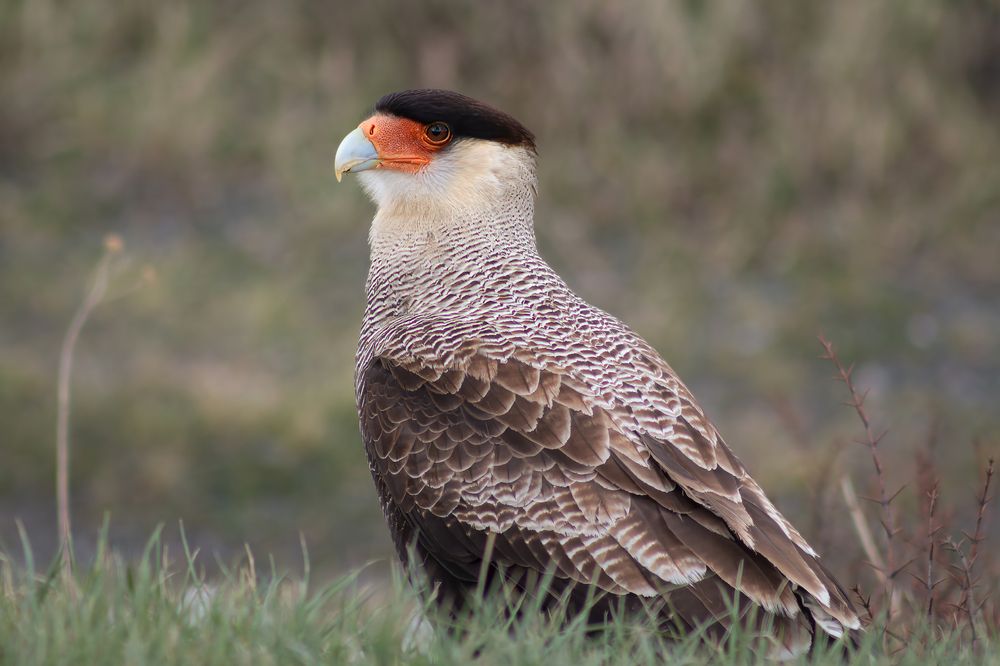 Photograph by Juan Alonso Gutiérrez