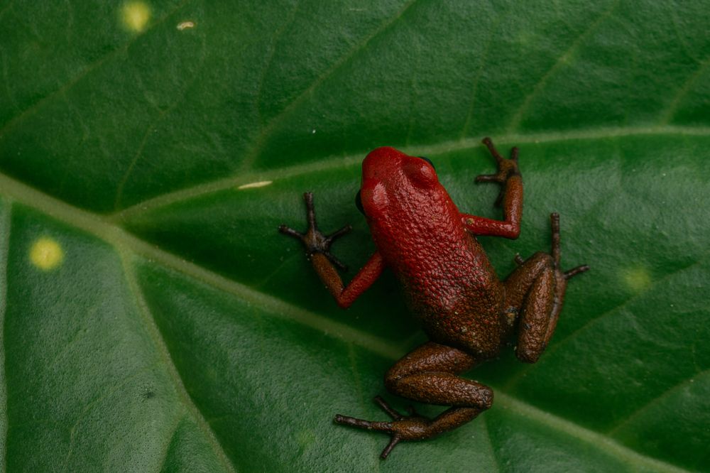 Ruby among the leaves