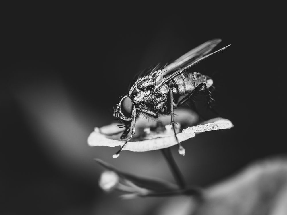 Photograph by Гукасян Геворк