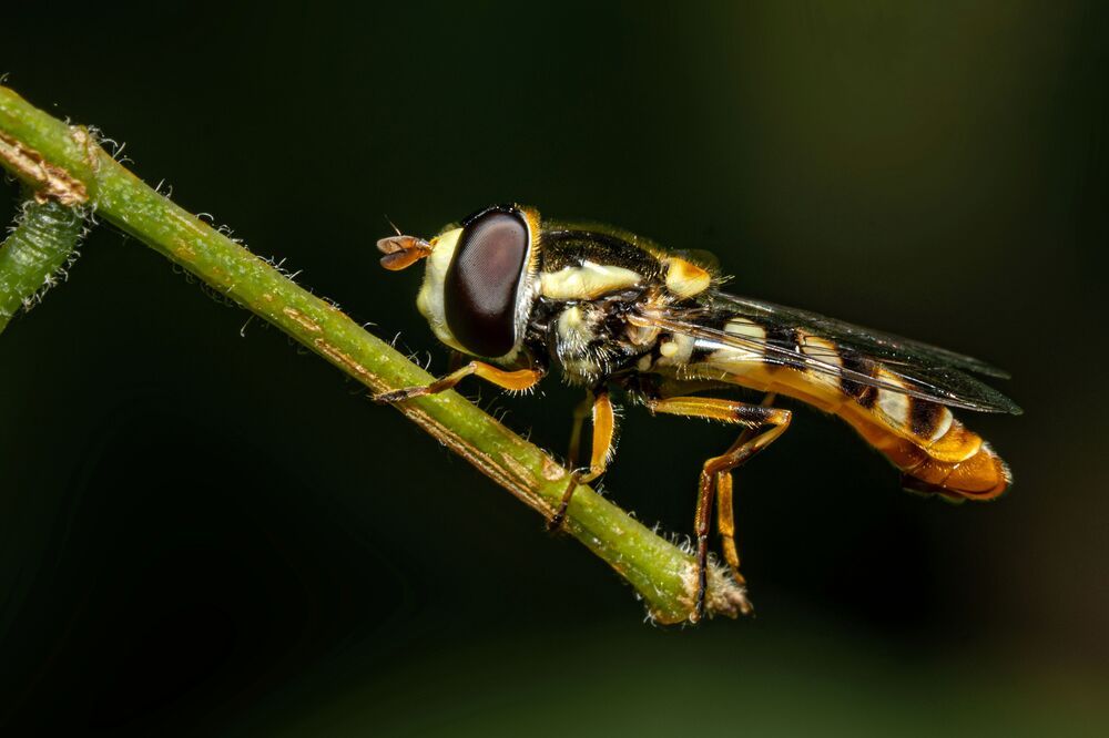 Photograph by mahadevan Arige