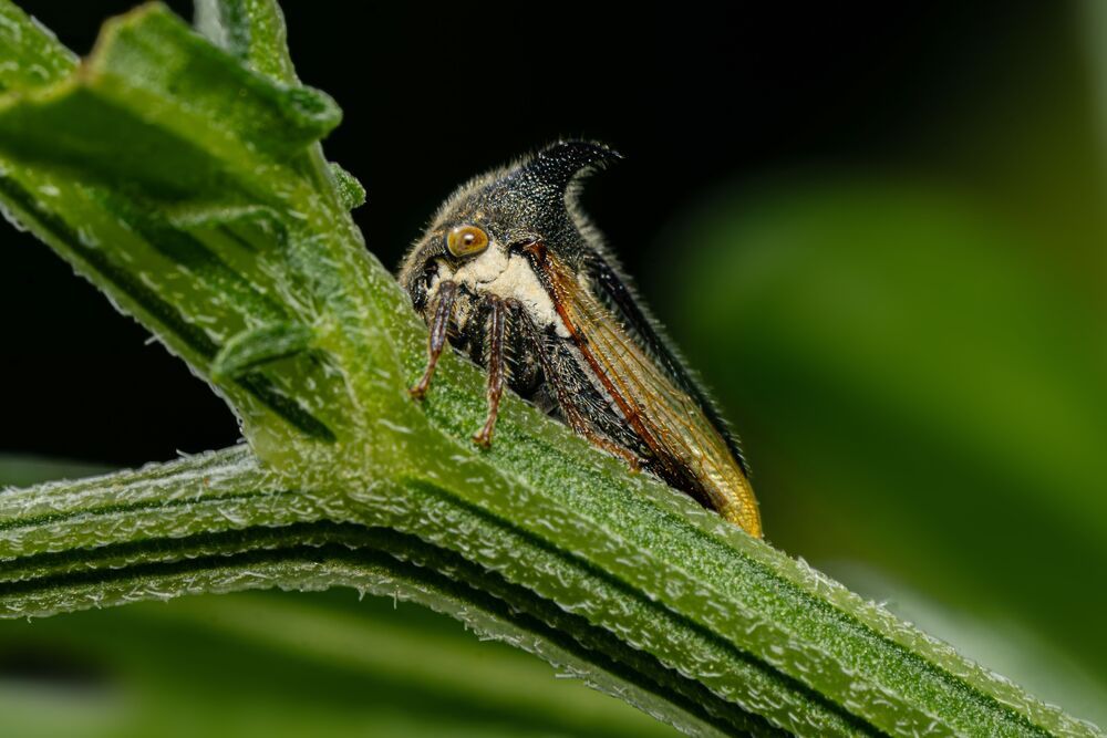 Photograph by mahadevan Arige