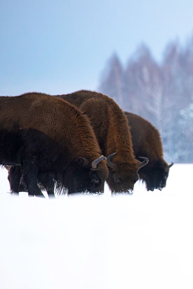 Photograph by Алёна Тиханович