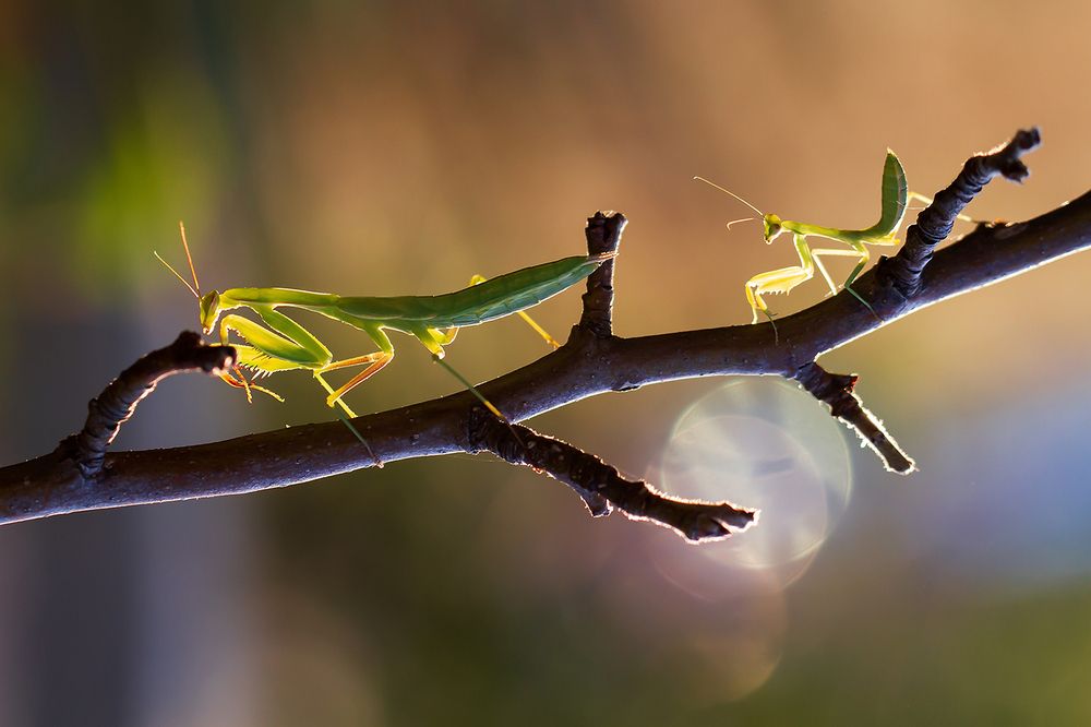 Игра в прятки