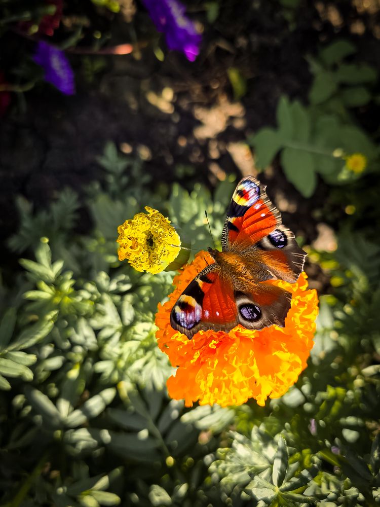 Photograph by Елена Сиушова