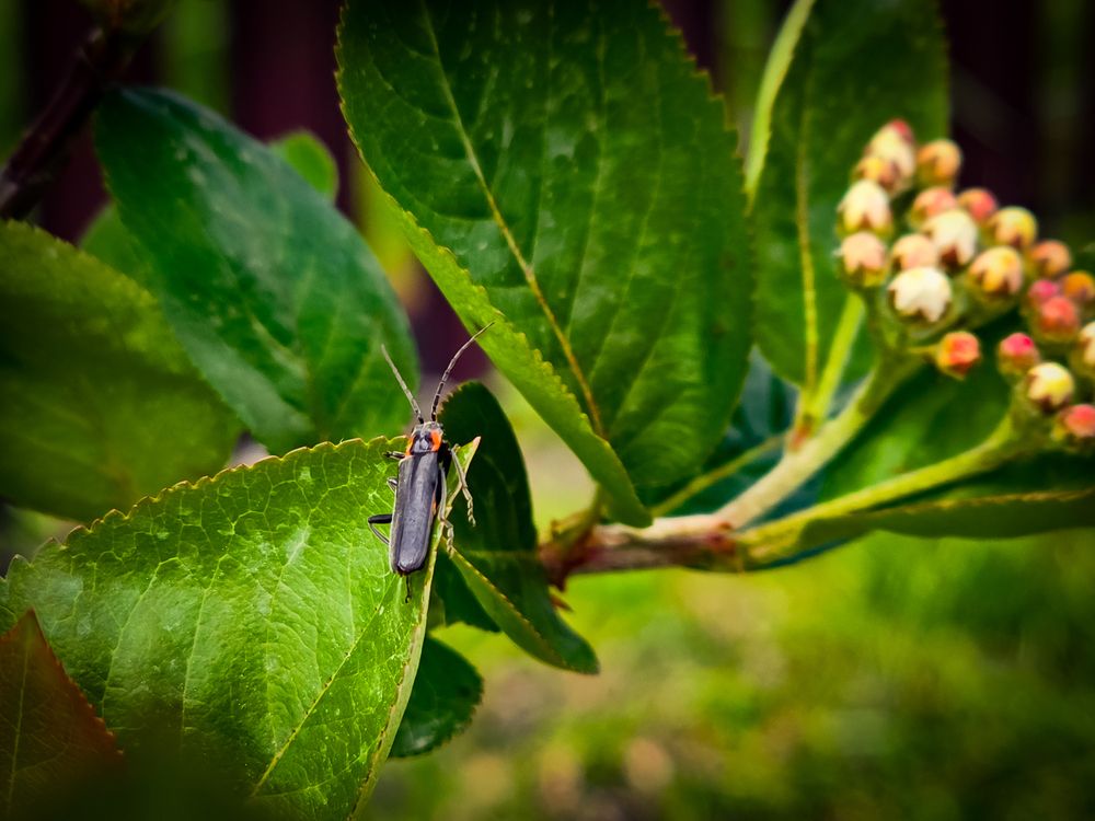 Photograph by Елена Сиушова