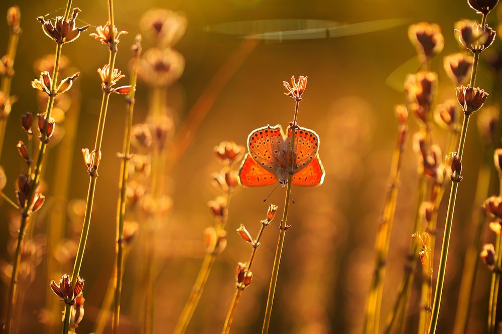 Встреча с солнцем