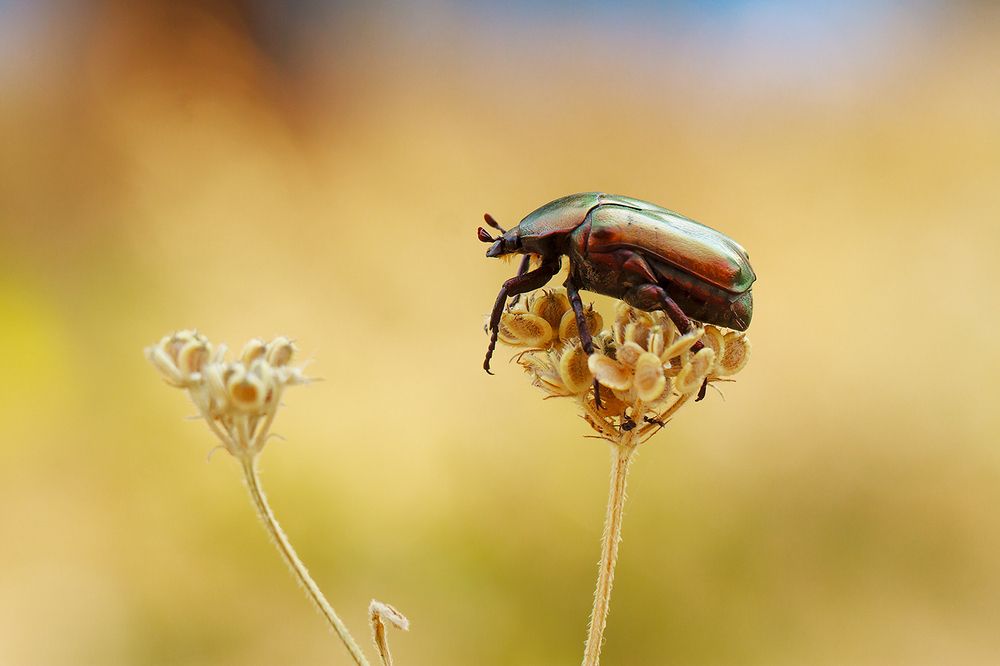 Photograph by Станка Петрова