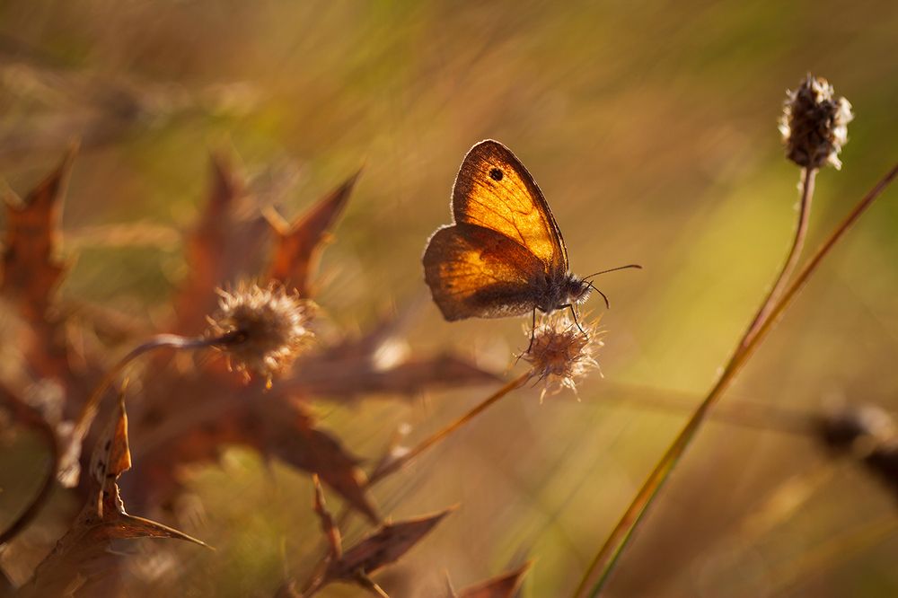 Photograph by Станка Петрова